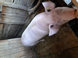 Porci de sărbători  - imagine 2