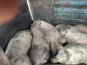 Porci de vânzare 