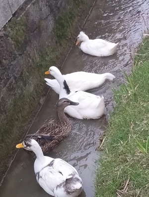 Oua de rață pentru consum sau incubat  - imagine 4