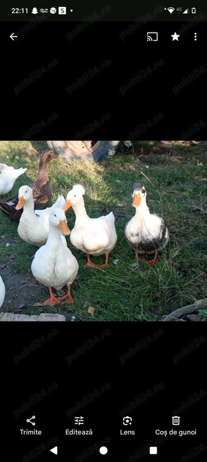 Oua de rață pentru consum sau incubat  - imagine 3