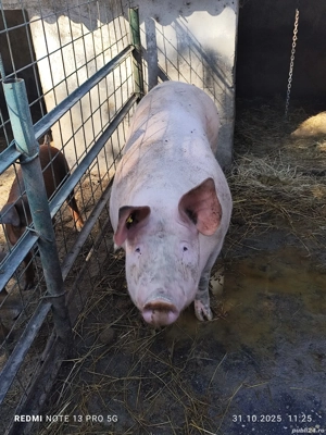 Vând porci 20 lei kg - imagine 3