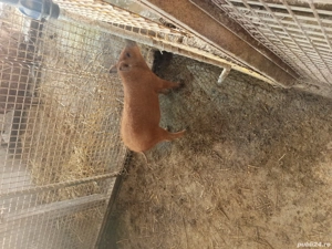 vand purcica mangalița  - imagine 3