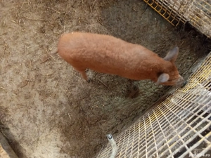 vand purcica mangalița  - imagine 2