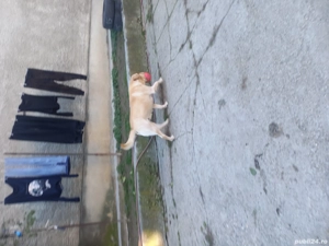 ofer spre adoptie labrador mascul