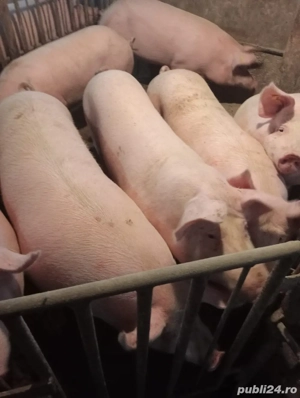 Porci de vanzare 