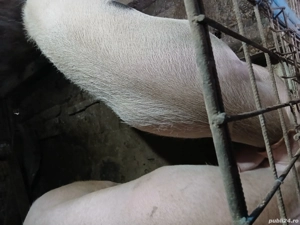 Vând Porc, Letca - imagine 2