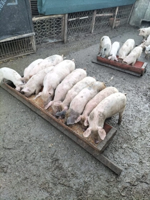 Purcei de vânzare (castrați și vaccinați) - imagine 2