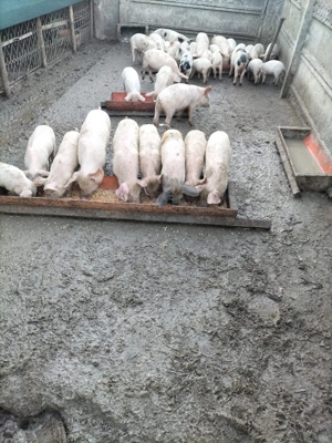 Purcei de vânzare (castrați și vaccinați) - imagine 3