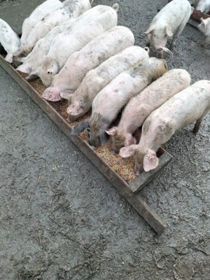 Purcei de vânzare (castrați și vaccinați) - imagine 4
