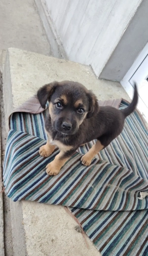 Donez 2 cățelușe de 8 saptamani 