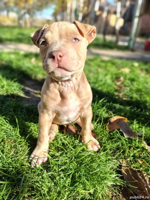 american bully ABKC