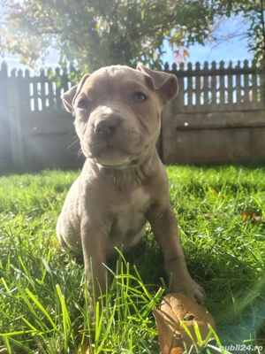 american bully ABKC - imagine 2
