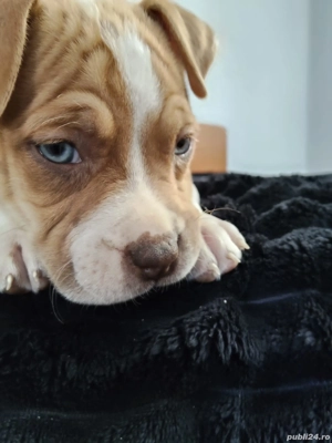 american bully standardABKC - imagine 2