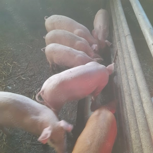 Purcei de vanzare  - imagine 2