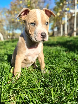 american bully ABKC - imagine 4