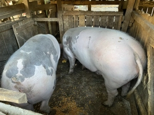 Vând 2 porci din 3 la alegere  - imagine 3