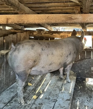 Vând 2 porci din 3 la alegere  - imagine 4