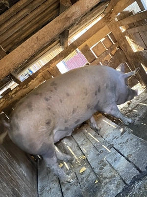 Vând 2 porci din 3 la alegere  - imagine 2