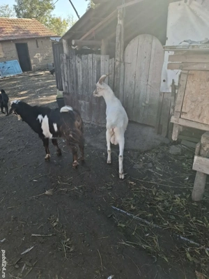 capre masculini - imagine 2