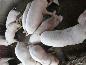 Purcei de vânzare  - imagine 2