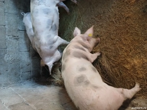 vind porci rasa petrean cu landras pret negociabil! - imagine 2