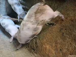 vind porci rasa petrean cu landras pret negociabil!