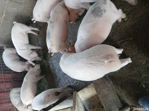 Purcei de vânzare  - imagine 3