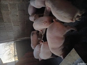 Purcei de vânzare  - imagine 4