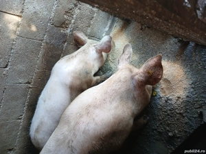 vind porci rasa petrean cu landras pret negociabil! - imagine 3