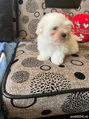 Bichom maltez - imagine 3