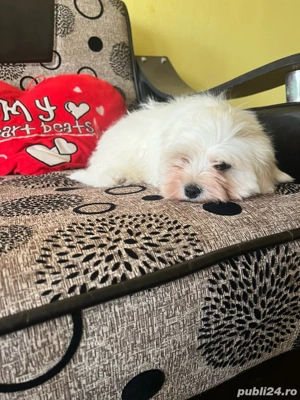 Bichom maltez - imagine 2