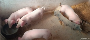 purcei landrace de vânzare 6 săptămâni Teleorman 