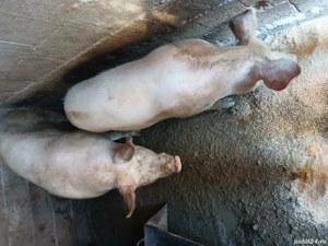 vind porci rasa petrean cu landras pret negociabil! - imagine 4