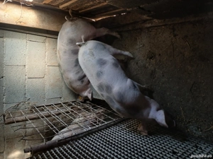 vind porci rasa petrean cu landras pret negociabil! - imagine 5