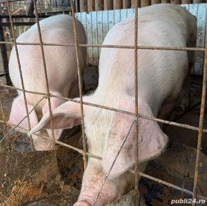 Porci de carne  - imagine 2