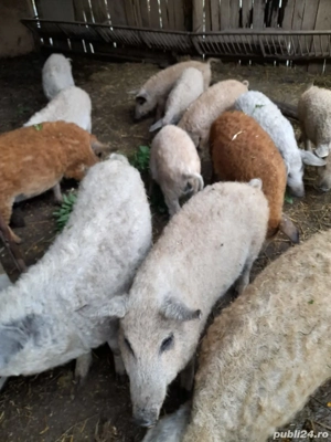 Purcei mangaliță  - imagine 2