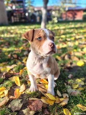 American bully  ABKC