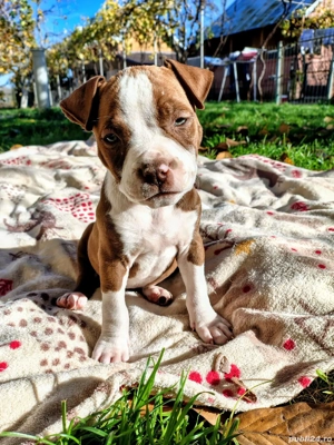 American bully  ABKC - imagine 4