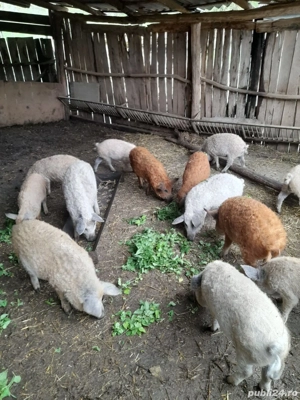 Purcei mangaliță  - imagine 4