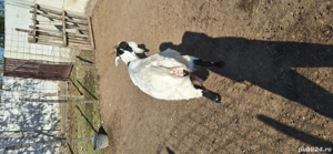 Vând două capre și o oaie