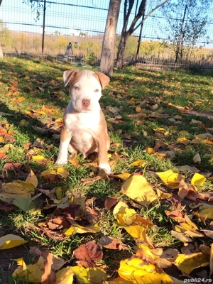 American bully  ABKC - imagine 3