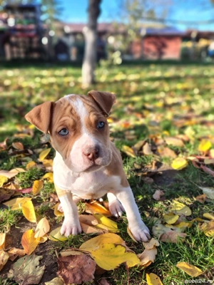 American bully ABKC   - imagine 5