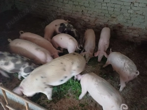 Vând șoldani rasă de carne 5 luni - imagine 2