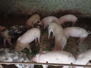 Vând șoldani rasă de carne 5 luni