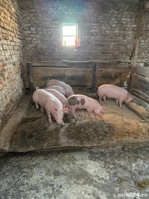 Vand purcei Pietran Belgian - imagine 2