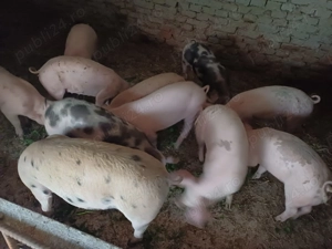 Vând șoldani rasă de carne 5 luni - imagine 3