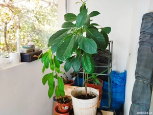 planta avocado la ghiveci 