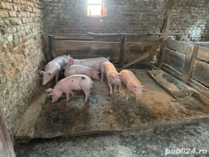 Vand purcei Pietran Belgian