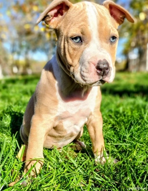 American bully ABKC  - imagine 5