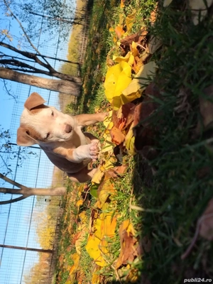 American bully ABKC  - imagine 4